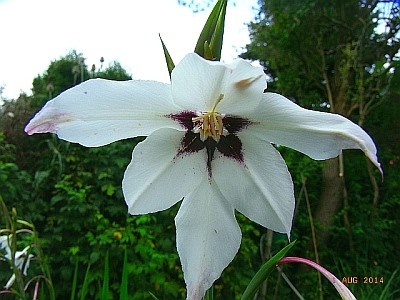 Gladiolus murielae